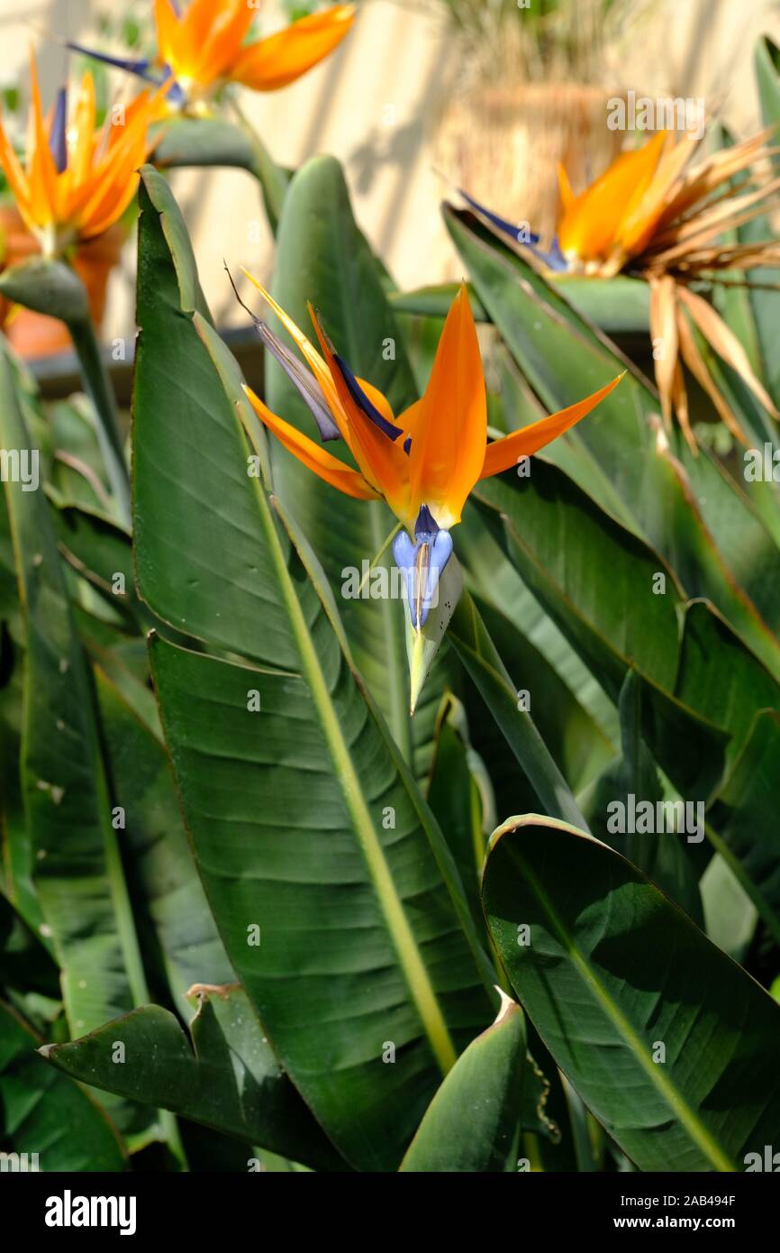 Bird Of Paradise Flower Steiitziaceae Green House Orangeries I Of W Isle Of Wight Stock Photo Alamy