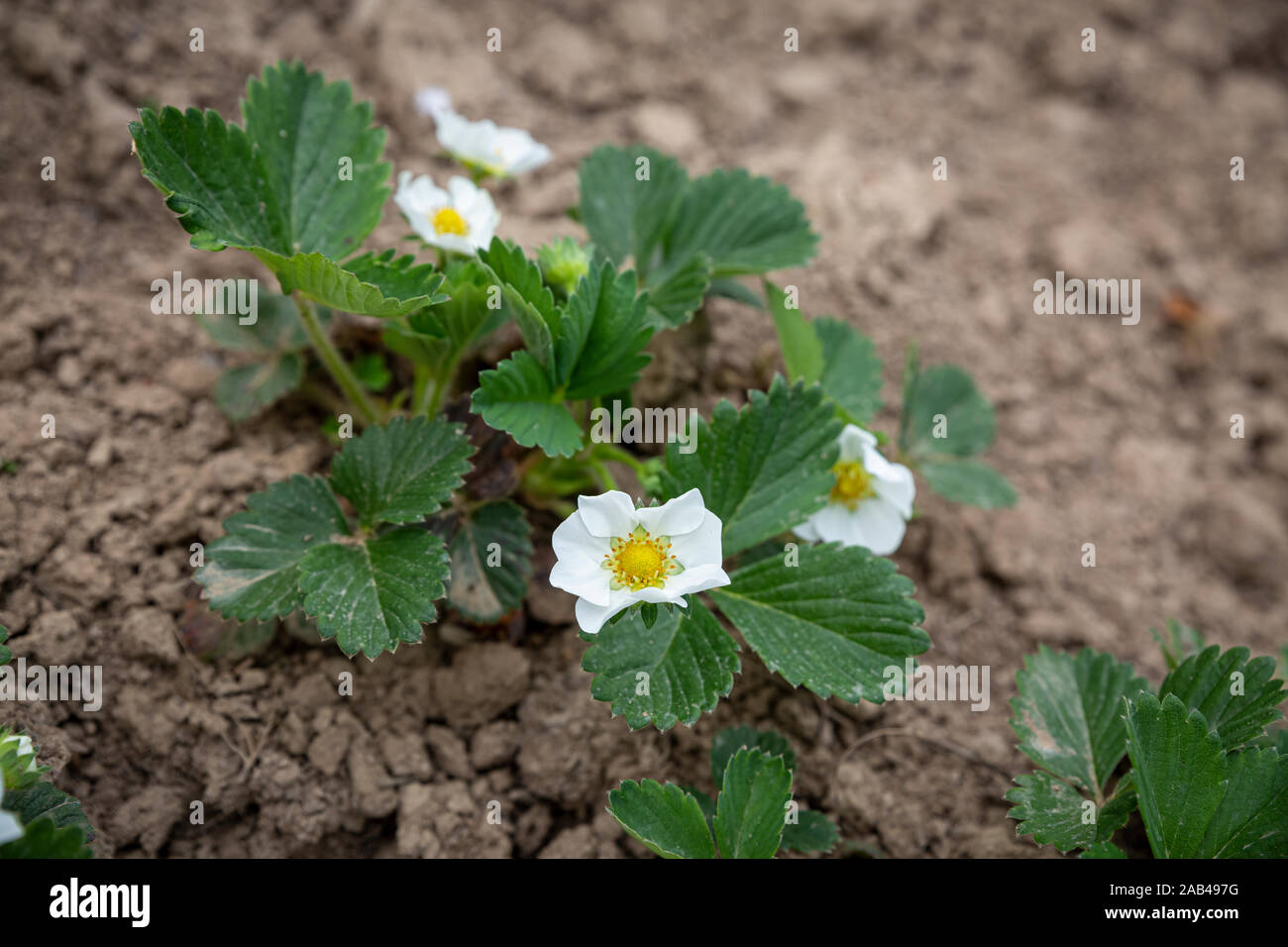 Plants of blossoming strawberries on beds in spring garden. a ...
