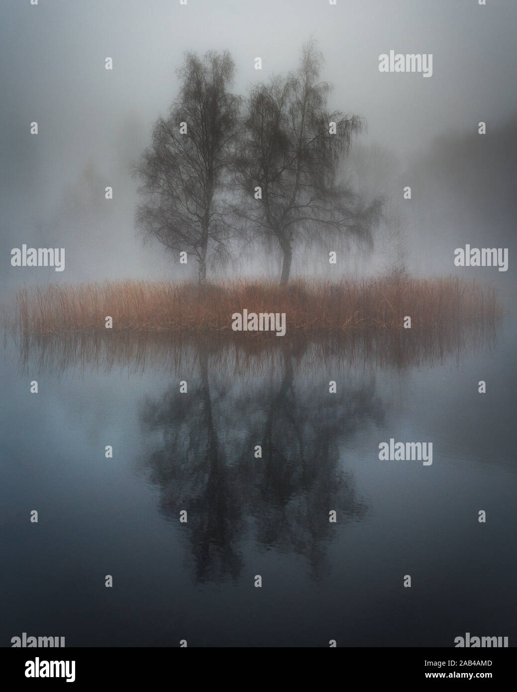 Moody lake in the fog. Lonely Island with trees in mist. Stock Photo