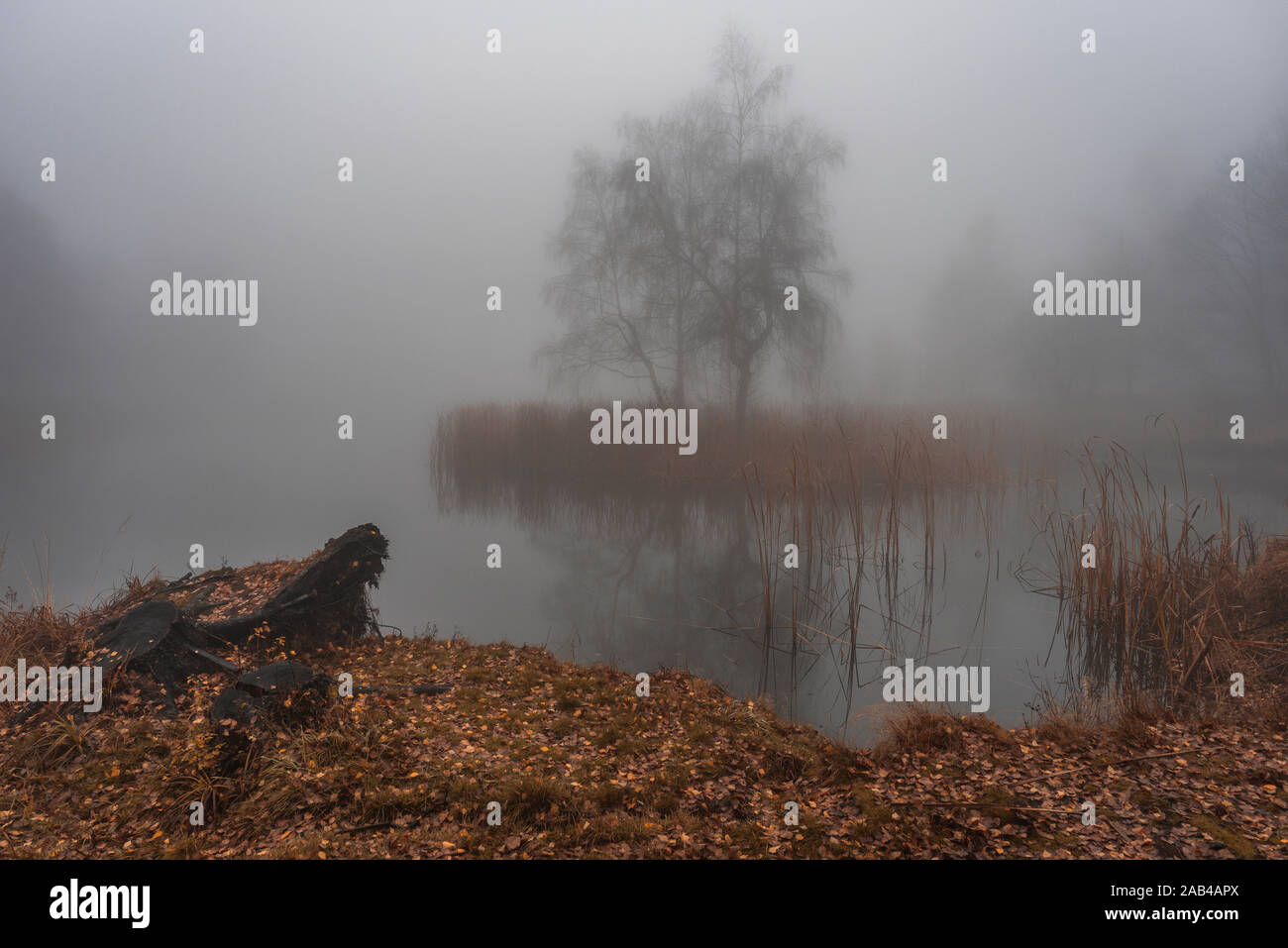 Beautiful foggy morning. Misty lake with small island and tree with water reflection. Foggy autumn day. Stock Photo
