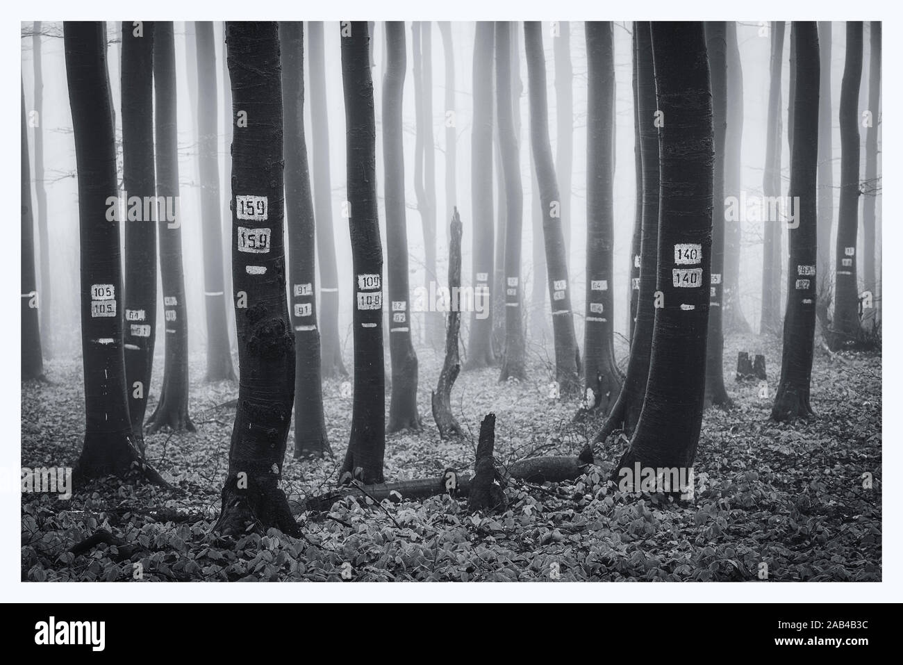 Мystical forest - numbered trees to monitor the growth of trees (black and white) Stock Photo