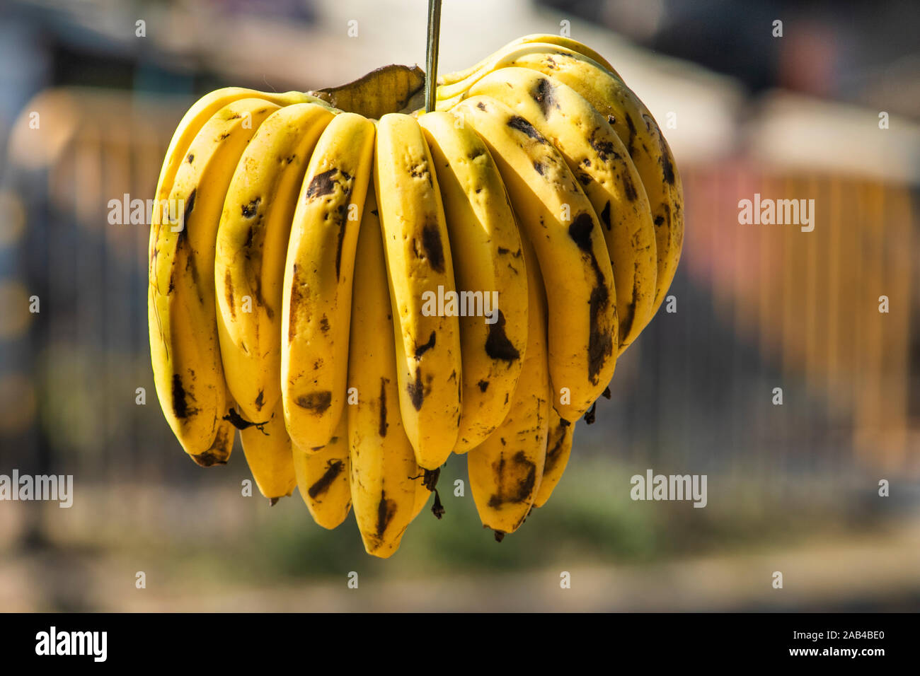 Bunch of bananas hanging at a shop in Sijhora, Madhya Pradesh, India. Stock Photo