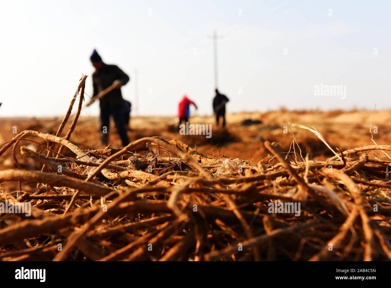 (191125) -- HUHHOT, Nov. 25, 2019 (Xinhua) -- Workers harvest licorice in the Ulan Buh Desert, north China's Inner Mongolia Autonomous Region, Nov. 21, 2019. A plant designed to combat desertification has not only helped buffer sand dunes from spreading in the Ulan Buh Desert, the eighth-largest in China, but has also provided a new source of income to local residents.    Licorice, commonly known as sweet grass, is a commonly used herb in Chinese medicine prescriptions. With the role of biological nitrogen fixation and sand control, the plant has grown well with plenty of sunshine and the big Stock Photo