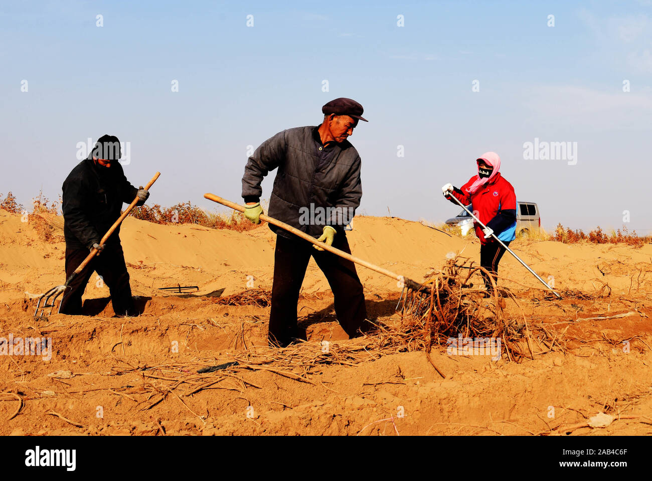 (191125) -- HUHHOT, Nov. 25, 2019 (Xinhua) -- Workers harvest licorice in the Ulan Buh Desert, north China's Inner Mongolia Autonomous Region, Nov. 21, 2019. A plant designed to combat desertification has not only helped buffer sand dunes from spreading in the Ulan Buh Desert, the eighth-largest in China, but has also provided a new source of income to local residents.    Licorice, commonly known as sweet grass, is a commonly used herb in Chinese medicine prescriptions. With the role of biological nitrogen fixation and sand control, the plant has grown well with plenty of sunshine and the big Stock Photo