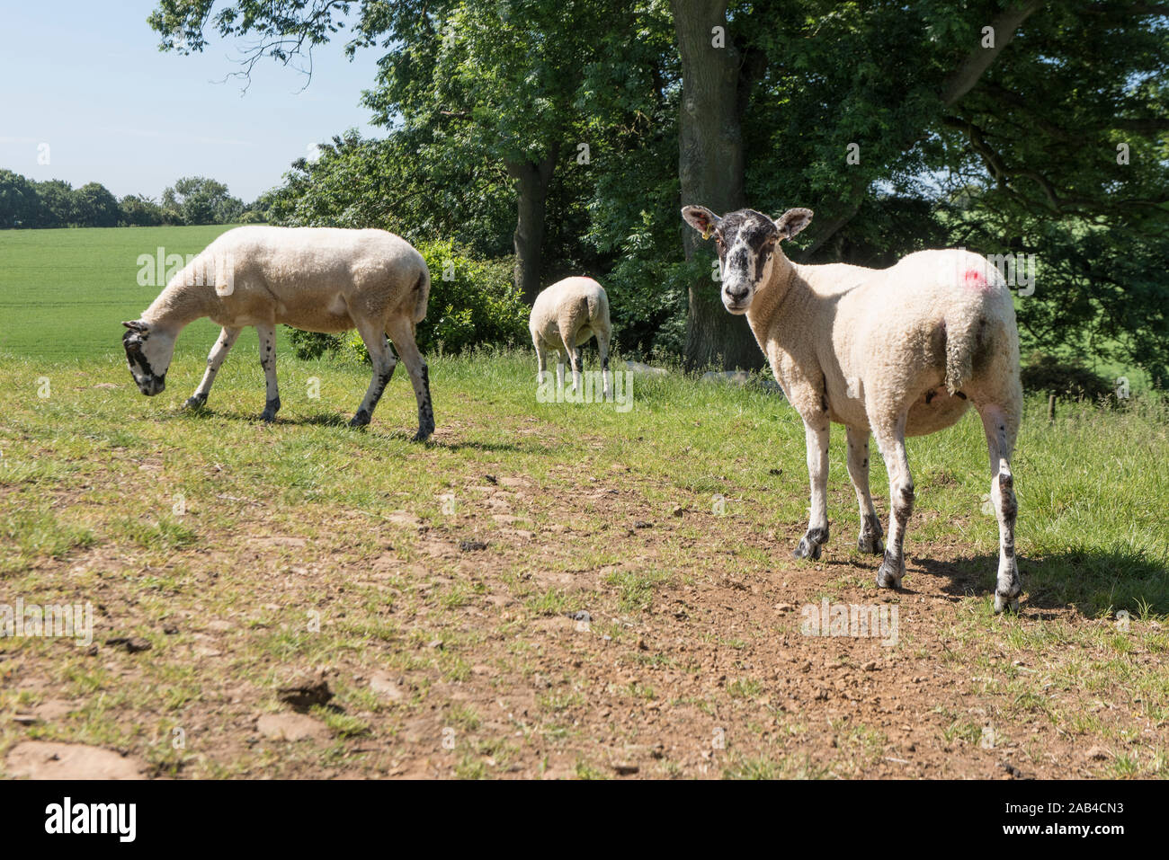 Three sheep grazing in a field with trees and bushes on a bright ...