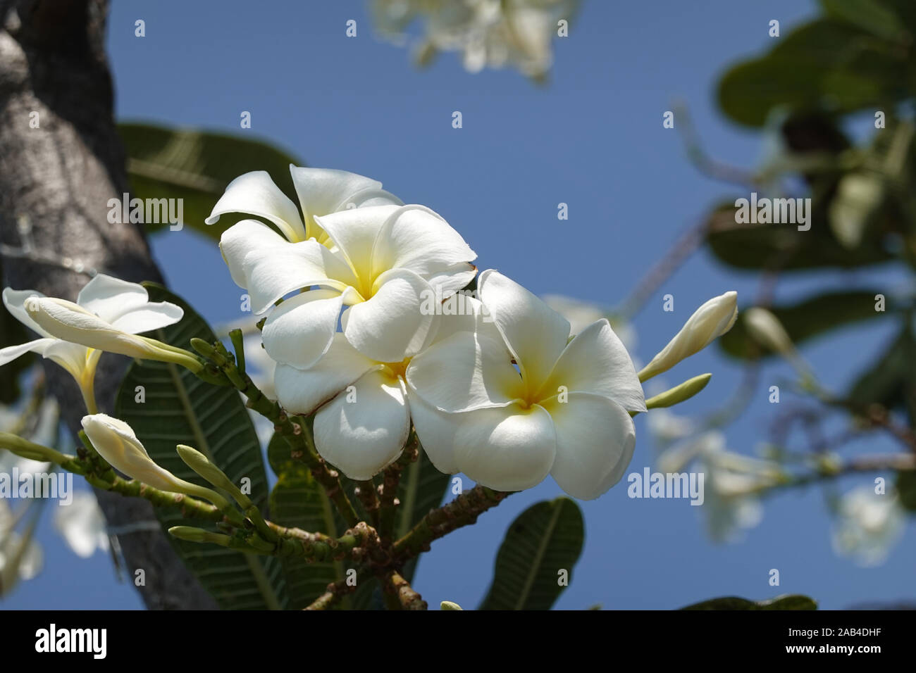 Frangipani branch with white blossoms and blue sky - Plumeria obtusa Singapore graveyard flower, copy space, fragrant Temple tree,  close up, Pattaya Stock Photo