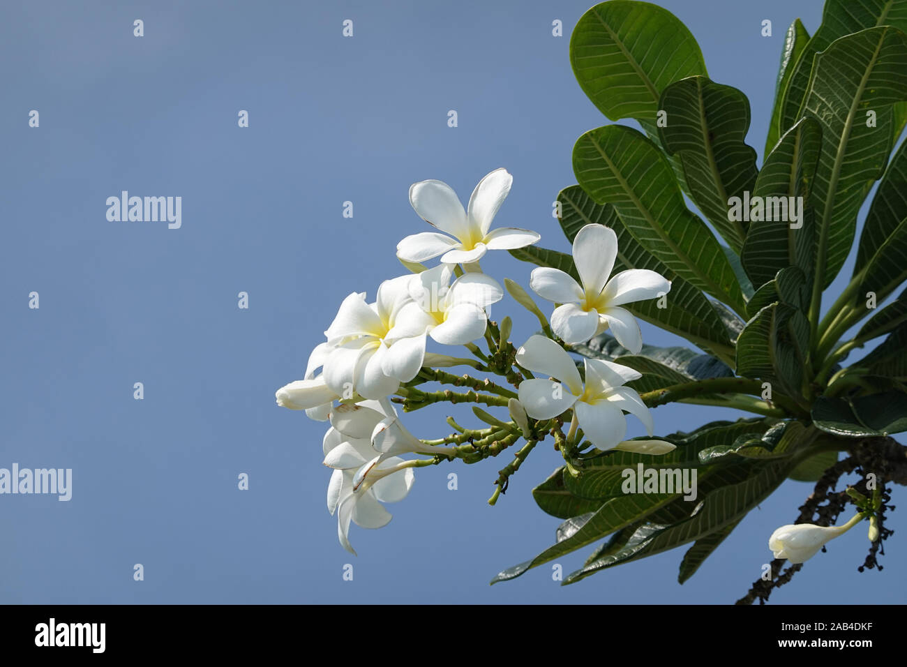 Frangipani Branch With White Blossoms And Blue Sky Plumeria Obtusa Singapore Graveyard Flower Copy Space Fragrant Temple Tree Close Up Pattaya Stock Photo Alamy