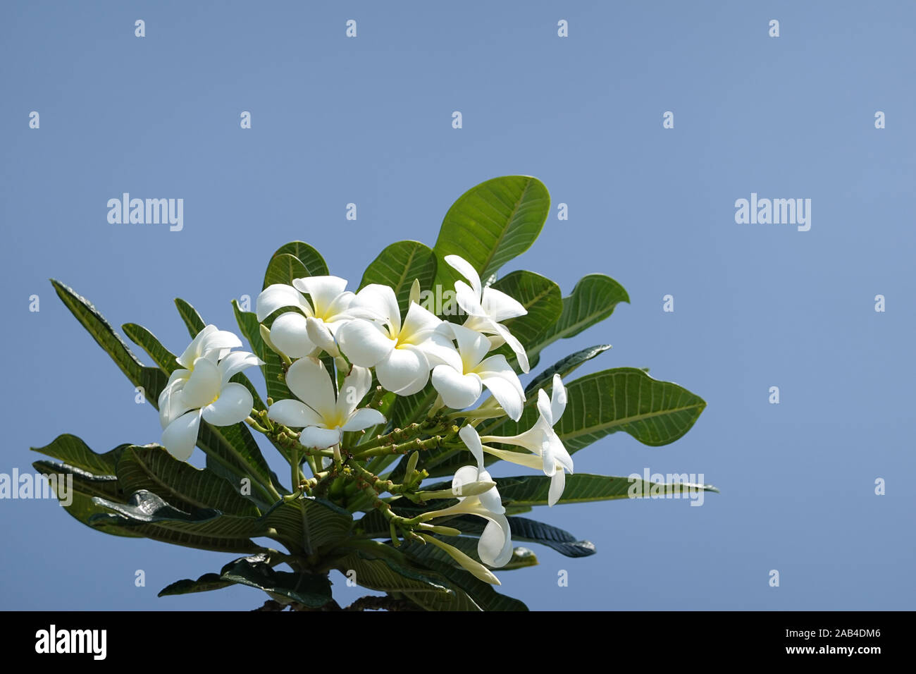 Frangipani branch with white blossoms and blue sky - Plumeria obtusa Singapore graveyard flower, copy space, fragrant Temple tree,  close up, Pattaya Stock Photo