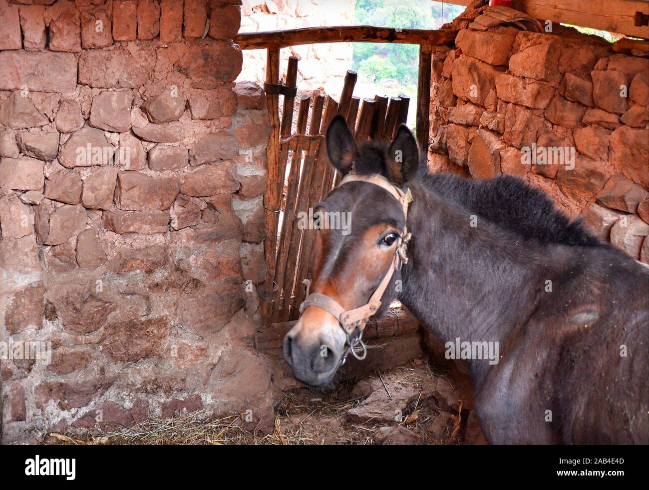 Mule in a stable. Nuodeng village, Yunnan province, China. Stock Photo