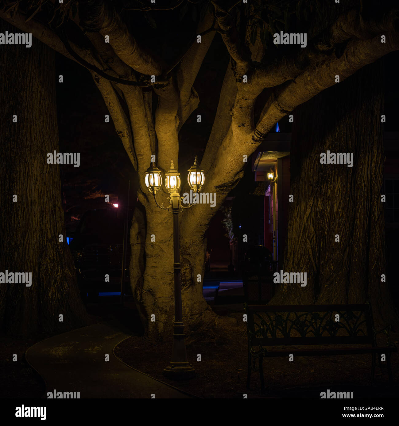 Gloomy Cypress tree illuminated by a street light in the dead of night