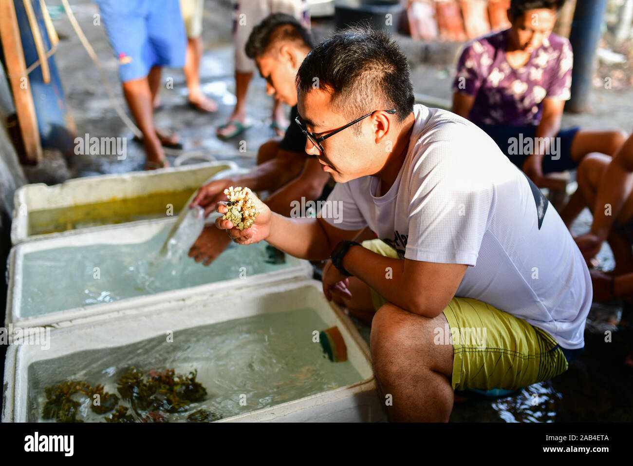 Bali,  Indonesia. 25th Nov, 2019. The initiator of the Coral Planet, a coral research and protection organization in China, checks the quality of corals at a coral farm in Bali, Indonesia, Nov. 25, 2019. CHINA HUADIAN COOPERATION Ltd., together with Coral Planet, dedicates to coral rehabilitation in Celukan Bawang. Credit: Du Yu/Xinhua/Alamy Live News Stock Photo