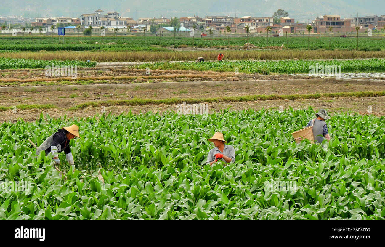 Peasants working in the fields hires stock photography and images Alamy