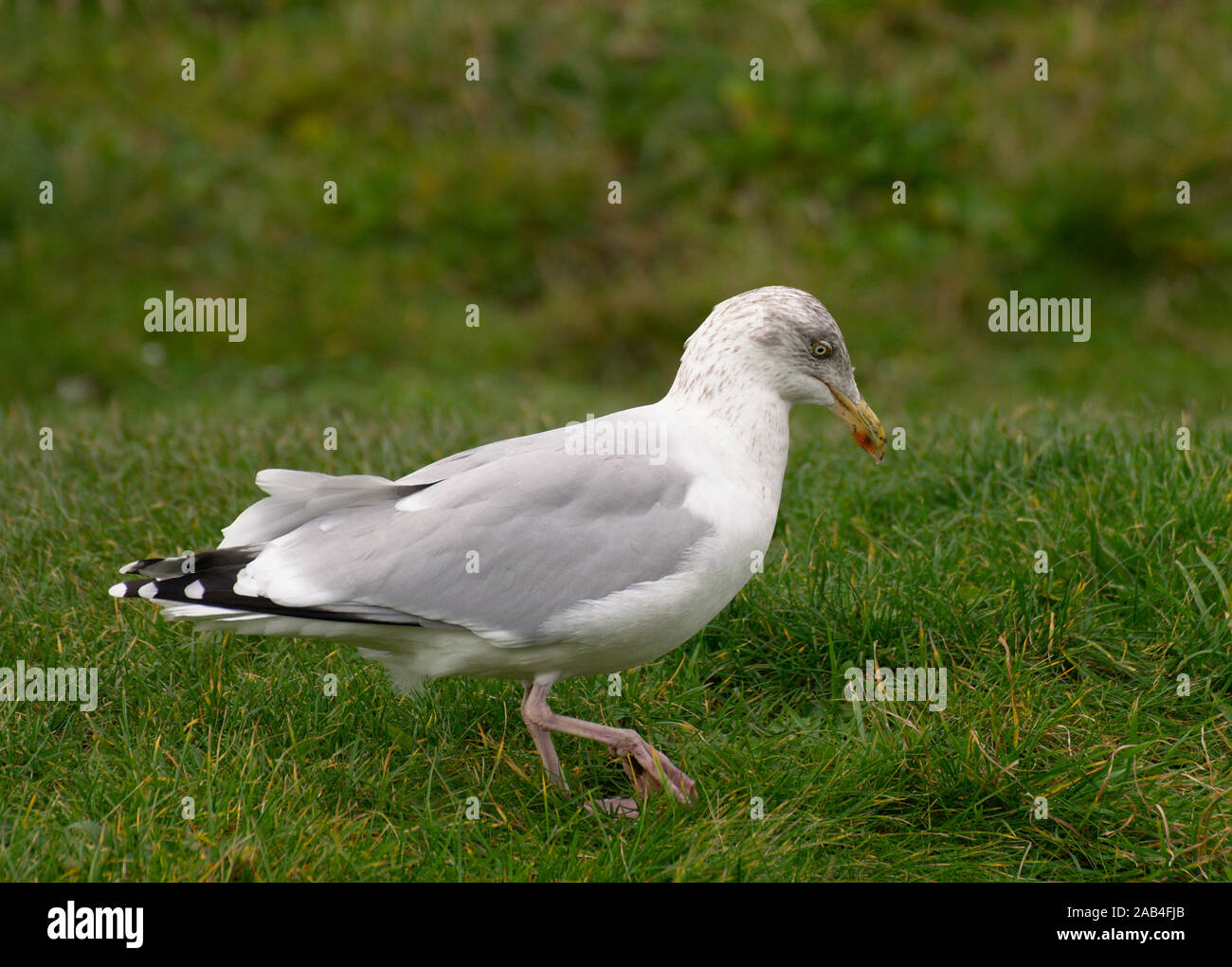 Seagull bird doing the rain dance on grass to entice worms to the surface for food Stock Photo