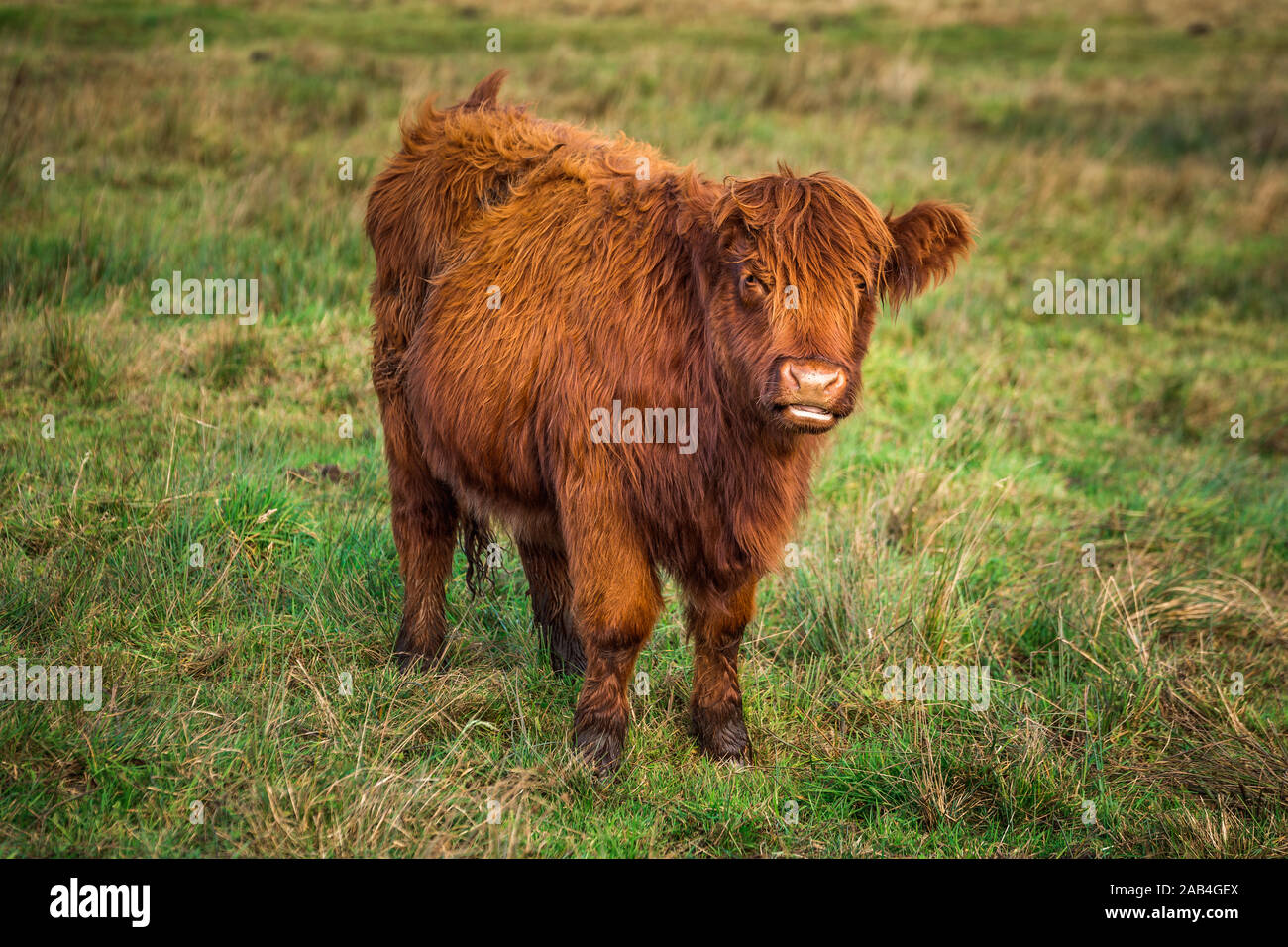 Scottish Highland Cow In Field With Big Horns And Long Hair