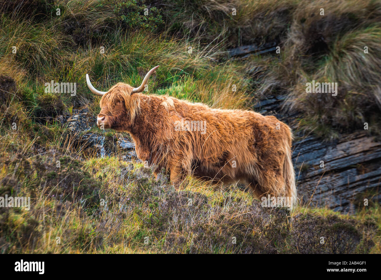 Black Scottish Highland Cow in field with big horns and long hair ...