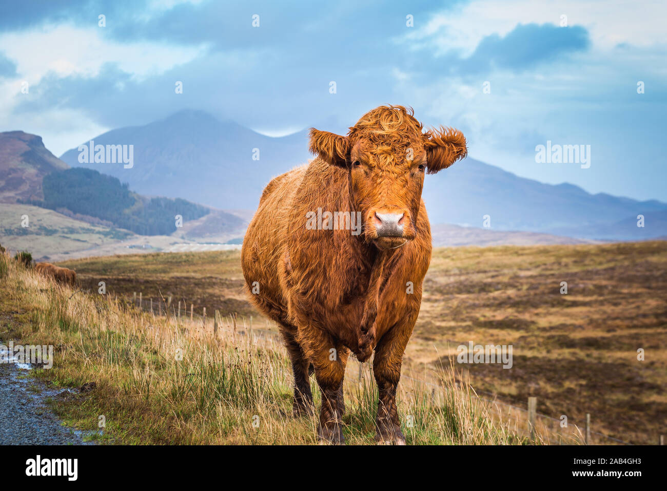 Black Scottish Highland Cow in field with big horns and long hair ...
