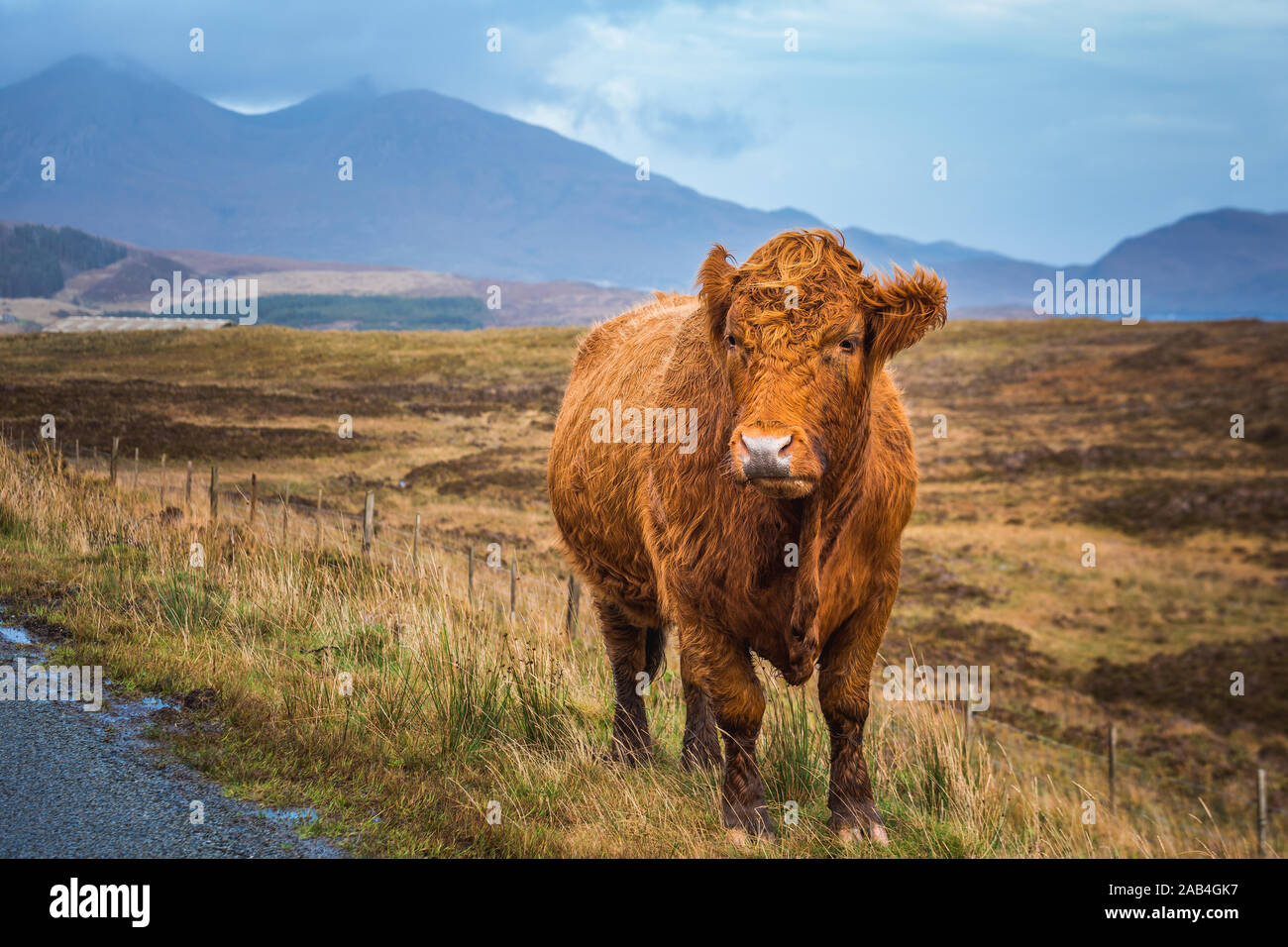 Brown Scottish Highland Cow in field with long hair, Scotland Stock ...