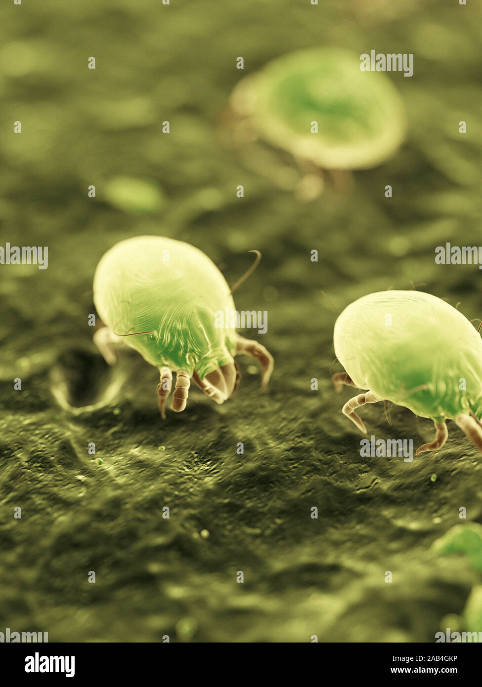 3d rendered medically accurate illustration of dust mites Stock Photo