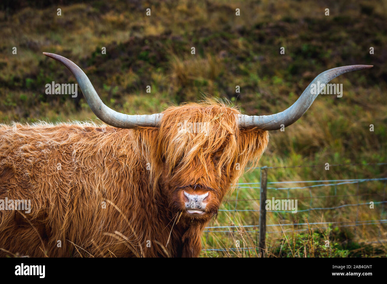 Black Scottish Highland Cow in field with big horns and long hair, Scotland Stock Photo Alamy