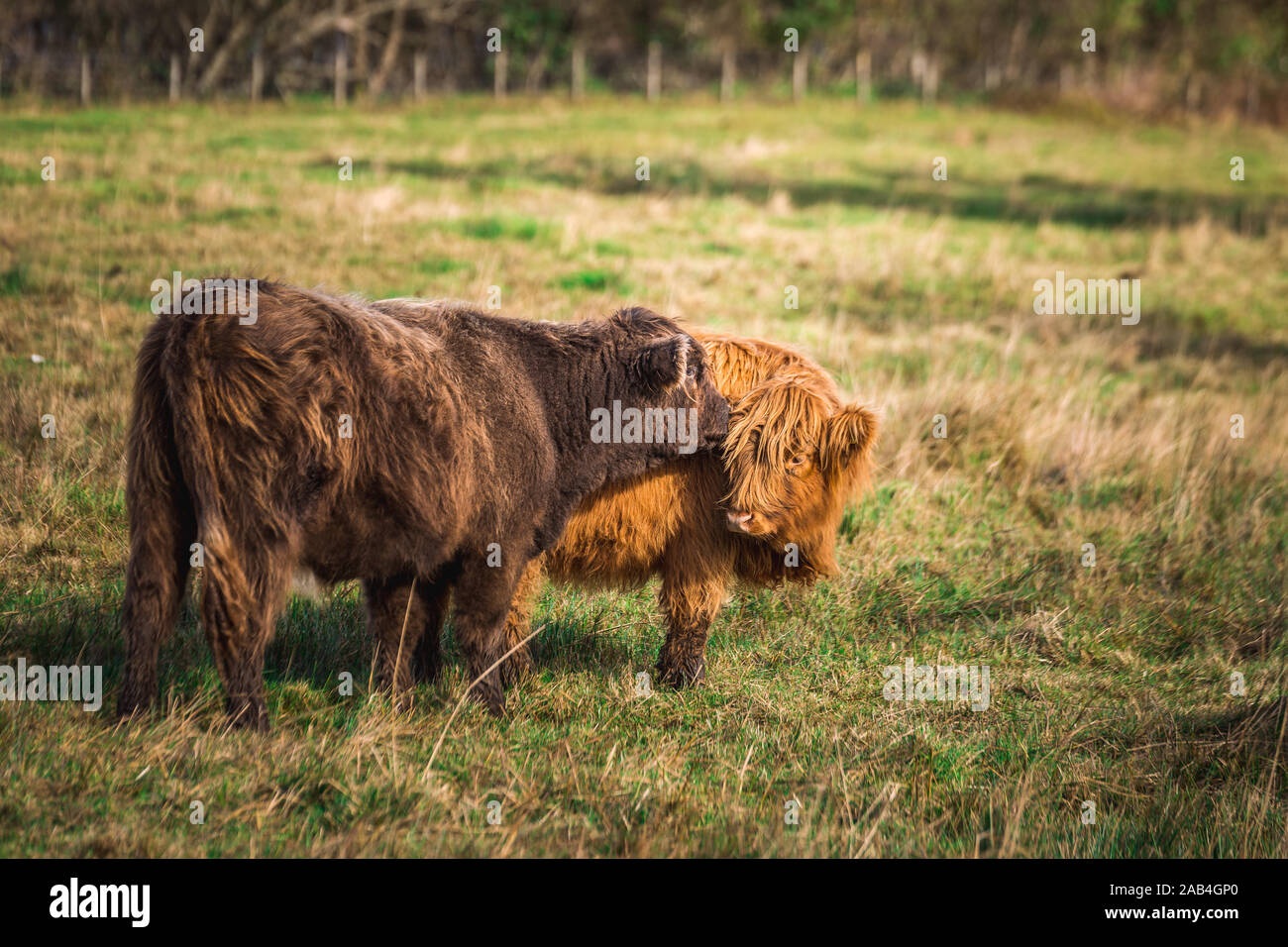 Scottish Highland Cow in field with big horns and long hair, Scotland ...