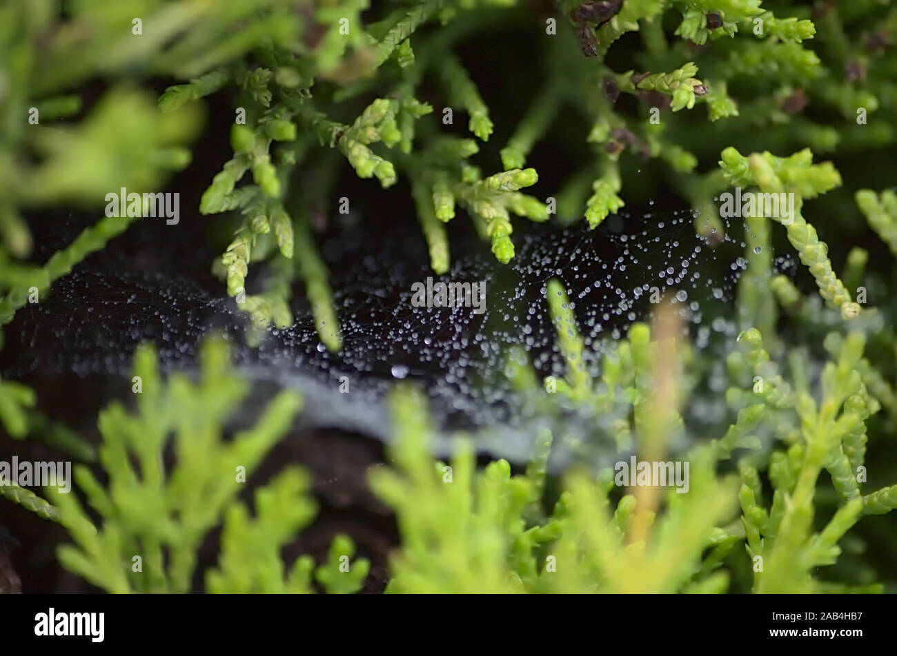 Dewdrops on Spider's Web in Bush Stock Photo