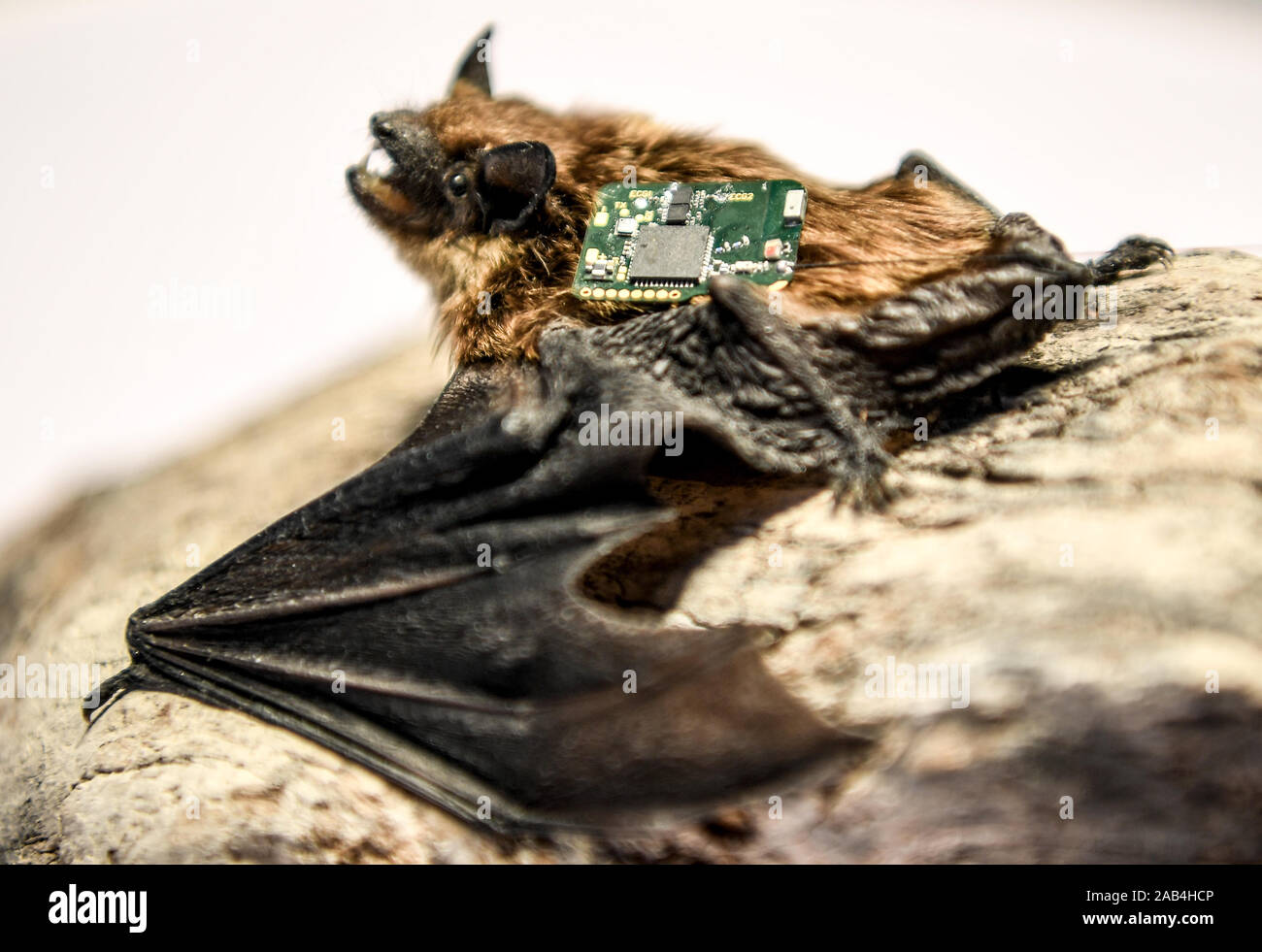 Berlin, Germany. 25th Nov, 2019. A prepared vampire bat carries the BATS  tracking system on its back. The system registers social contacts between  free-living animals fully automatically and to the second for