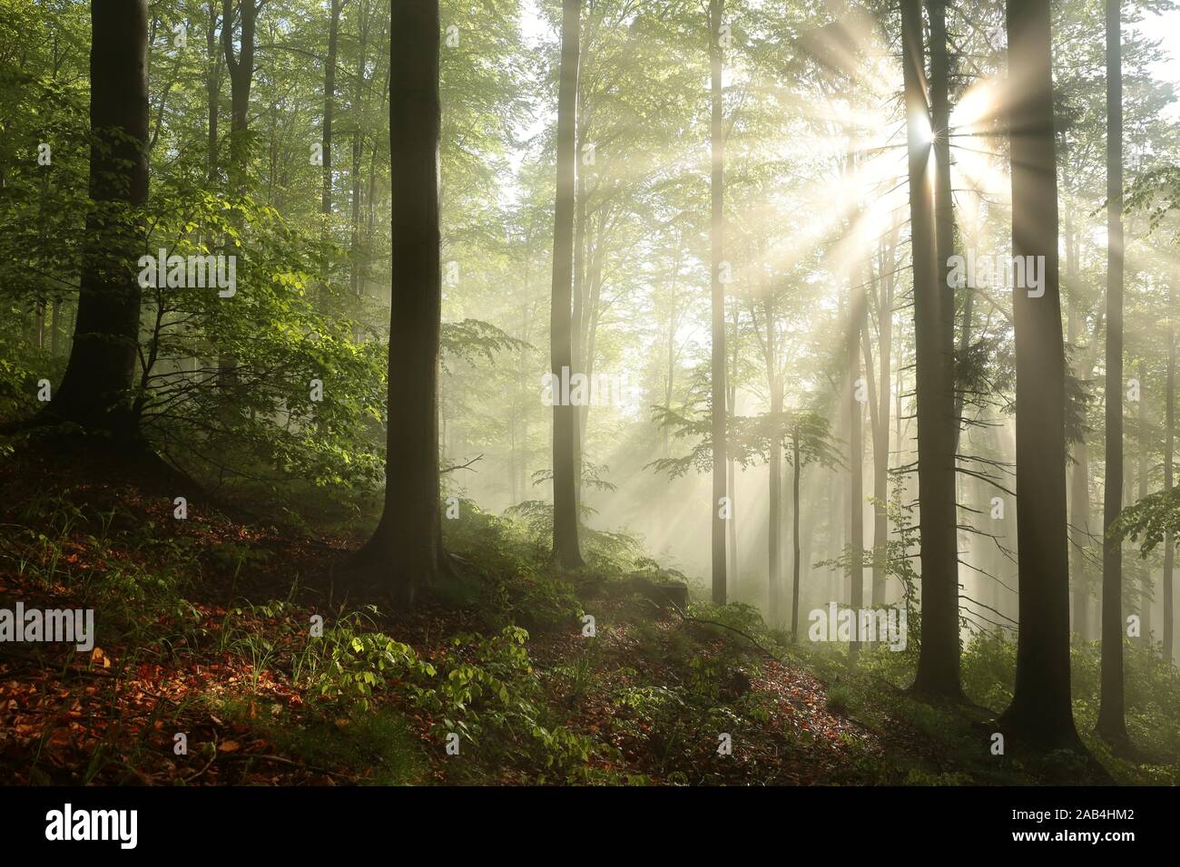 Rays forest hi-res stock photography and images - Alamy