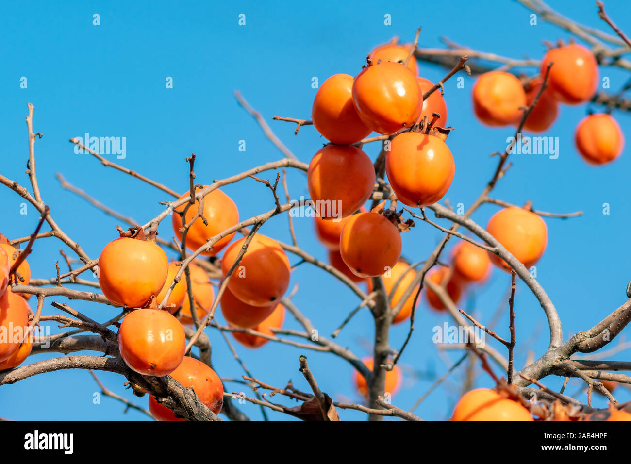 Persimmon tree with Ripe orange fruits in late autumn on blue sky ...