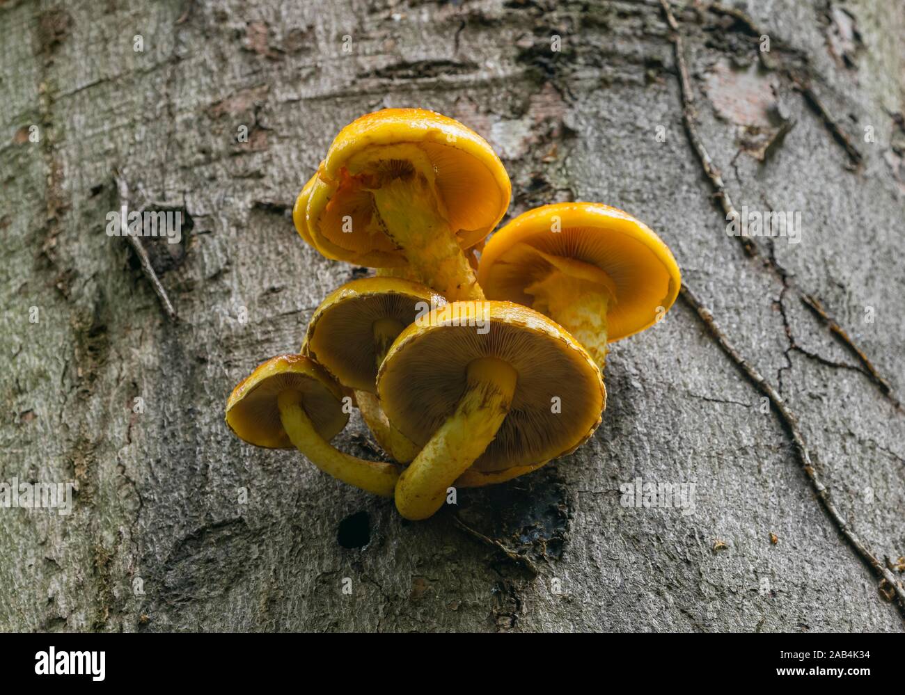Golden Scalycap (Pholiota aurivella) on beech tree trunk, Hesse, Germany Stock Photo