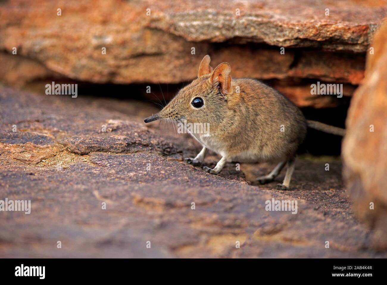 Rock elephant shrew hires stock photography and images Alamy