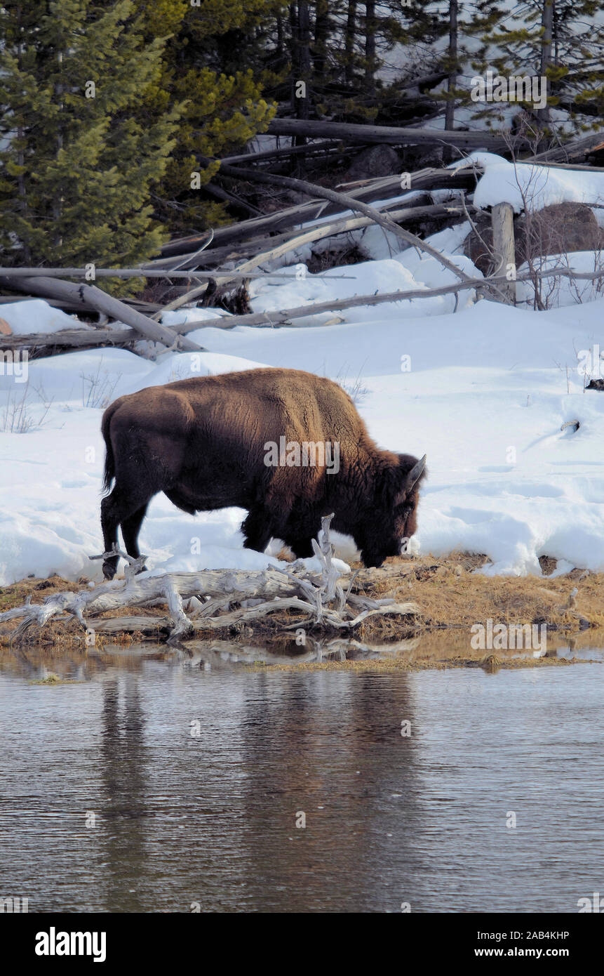 A lone bison bull grazes along a snowy bank of the Madison River in Yellowstone National Park USA. Stock Photo