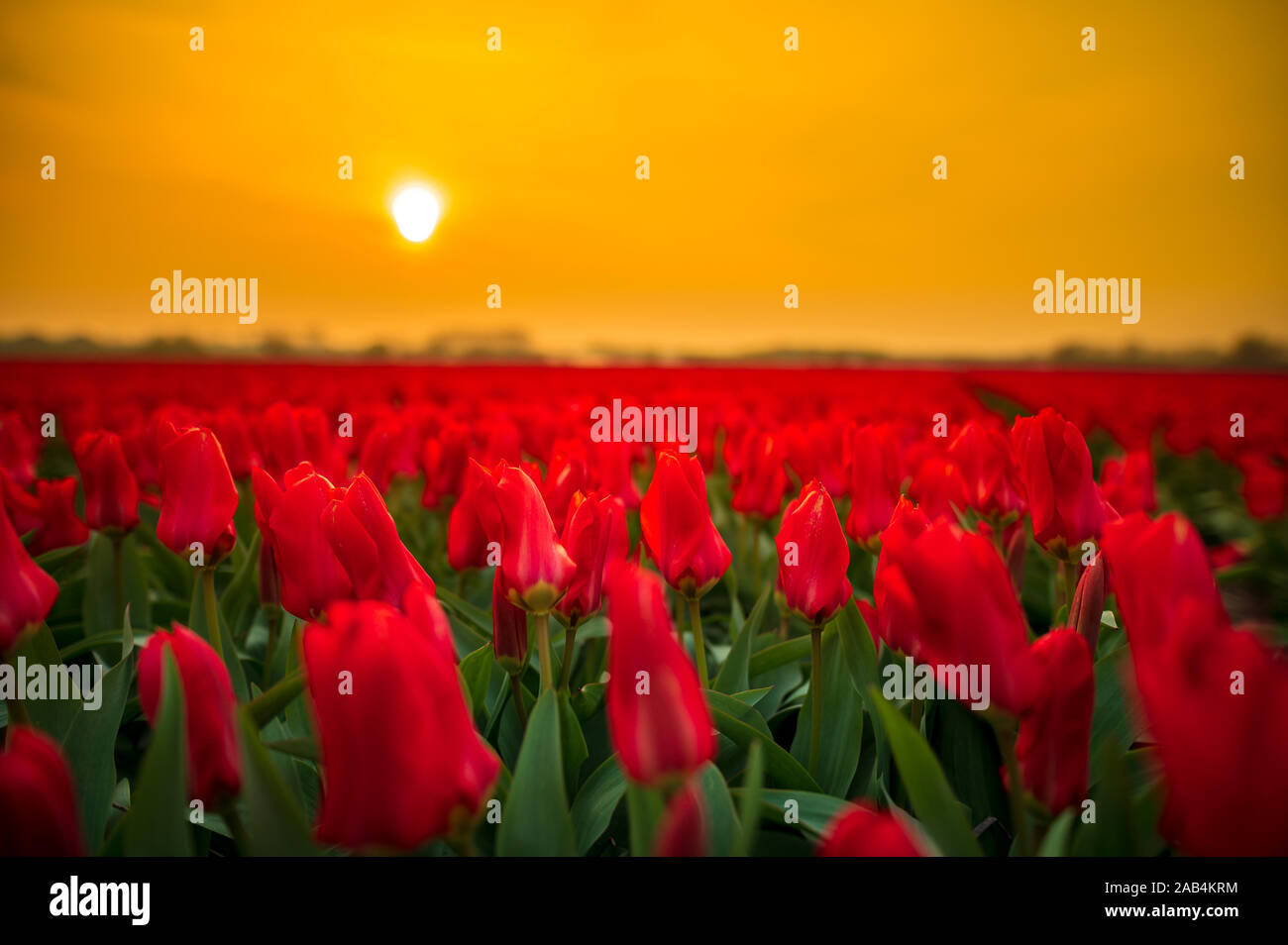 Field of red tulips in Holland with colored sky Stock Photo - Alamy