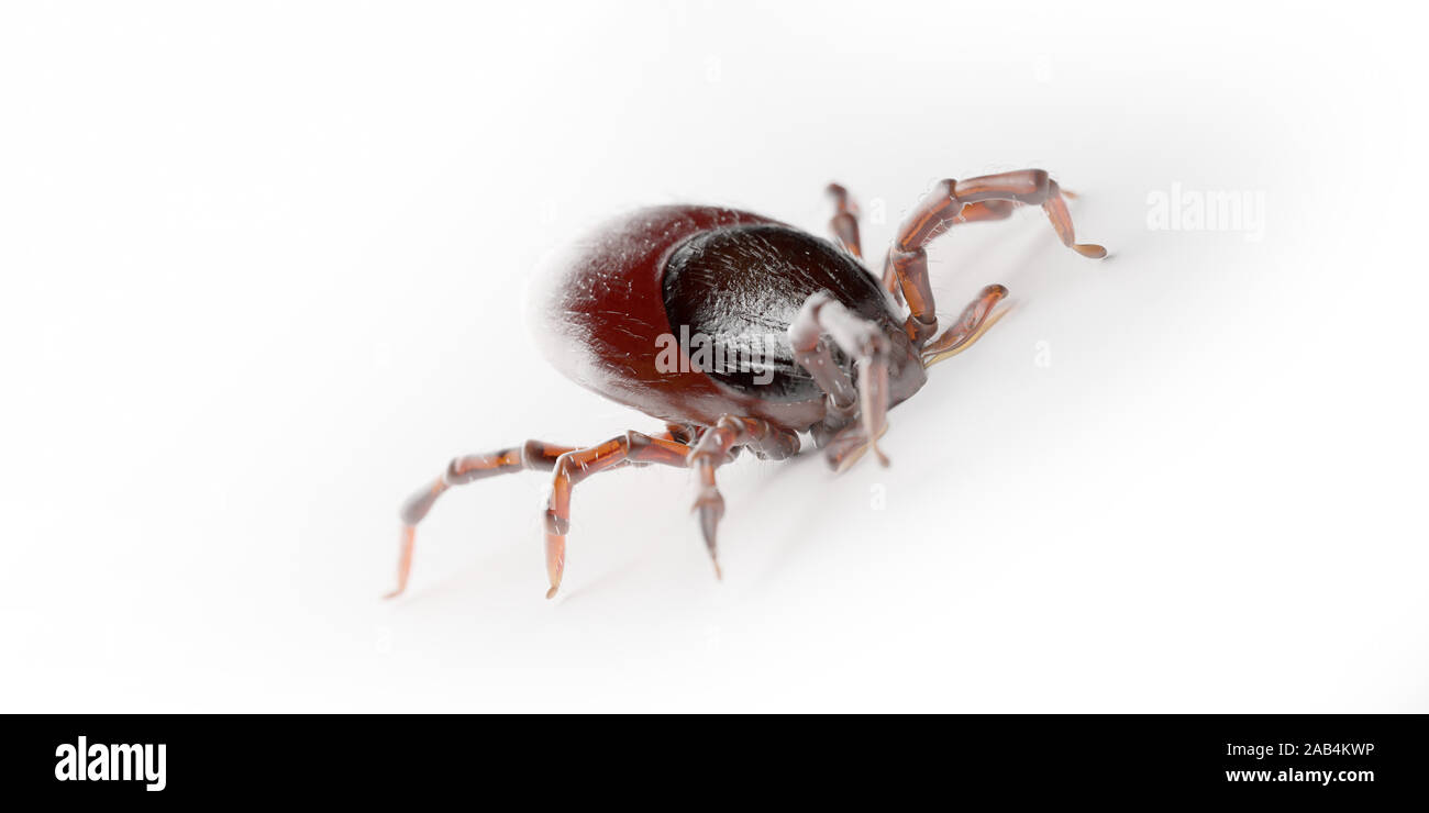 3d rendered illustration of a tick on Stock Photo