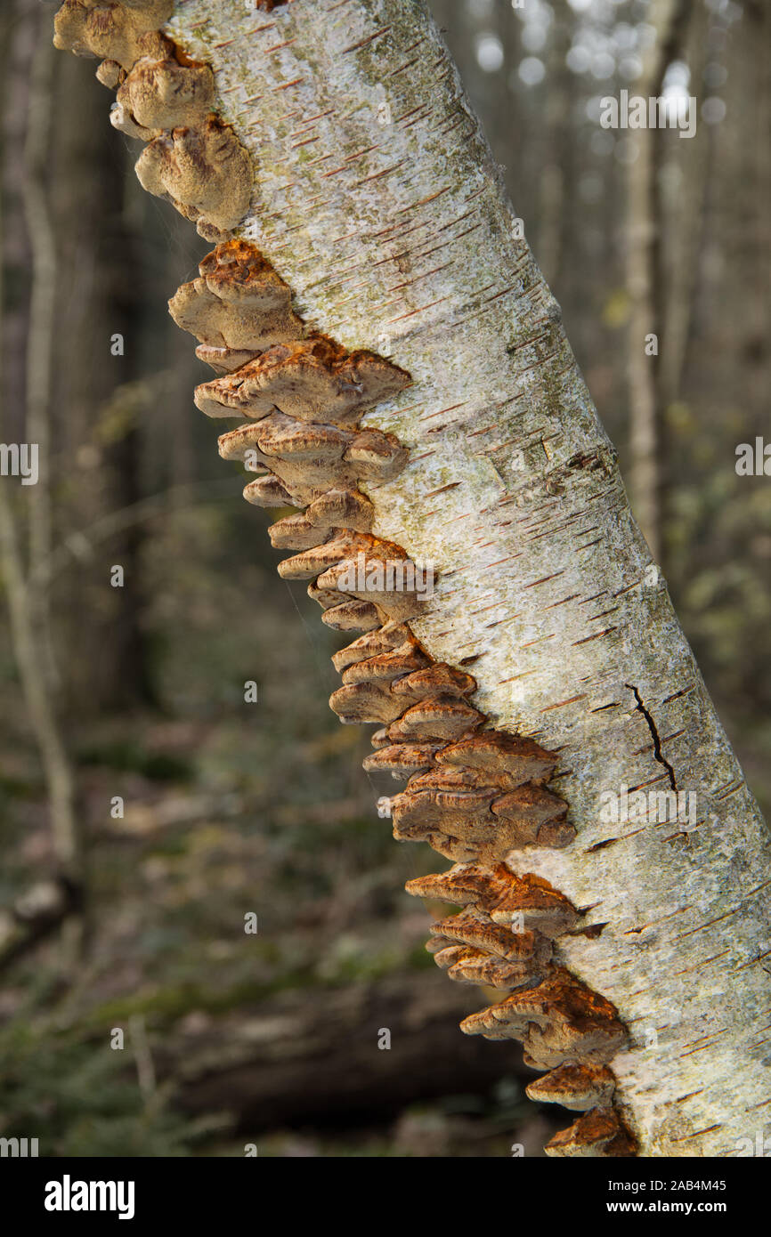 Turkey tail mushrooms growing on the rotting stem of a dead birch tree Stock Photo