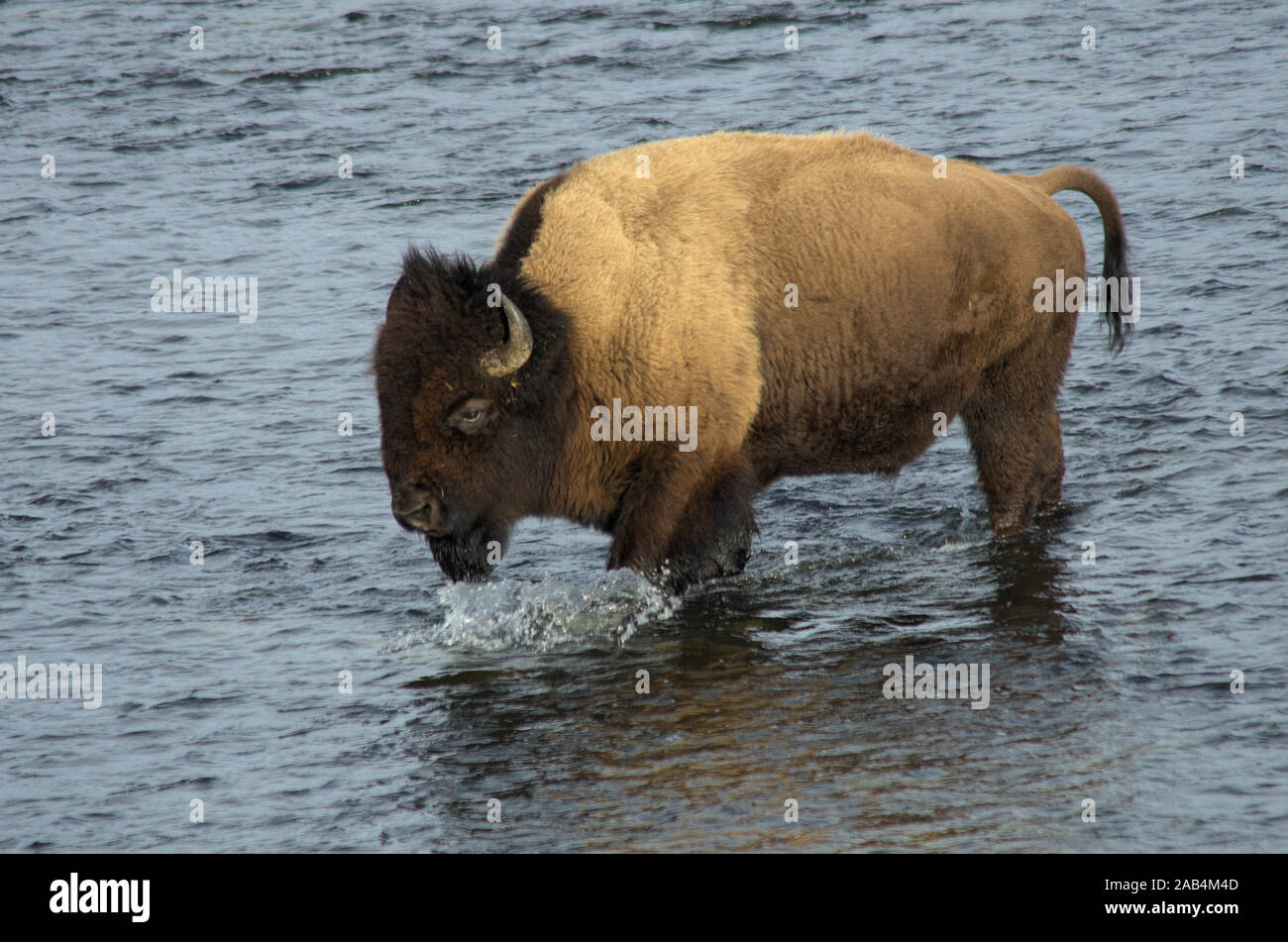 Curious about the people on the opposite river bank, this bison bull crosses the Madison River in Yellowstone National Park USA. Stock Photo