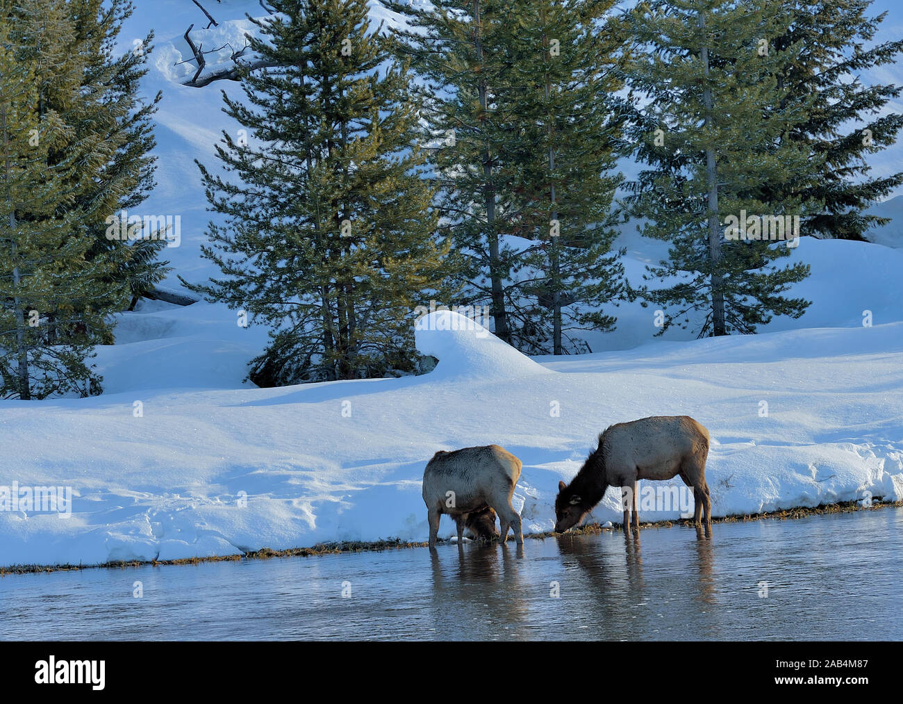 Young elk cows graze ralong the Madison River in Yellowstone National Park. Stock Photo