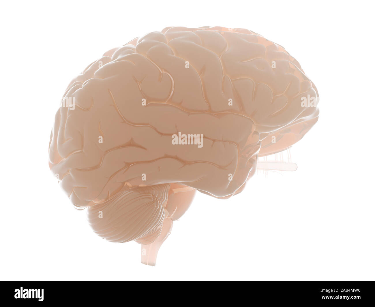 3d rendered medically accurate illustration of the human brain Stock ...