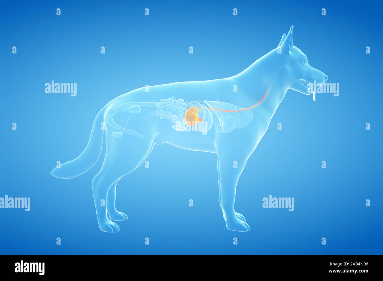 Dog digestive system hires stock photography and images Alamy