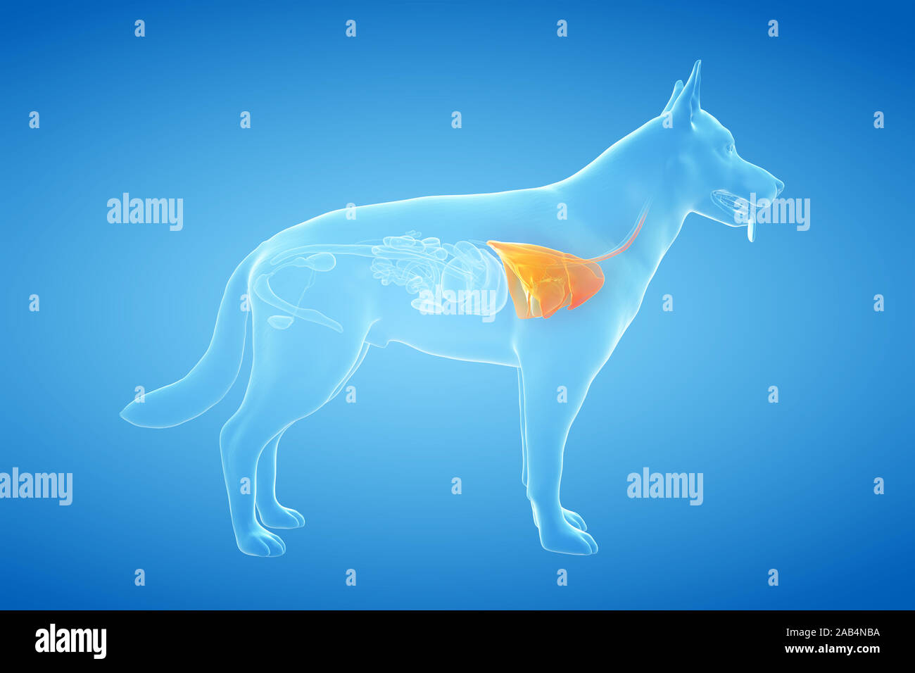 3d rendered anatomy illustration of the canine lung Stock Photo Alamy