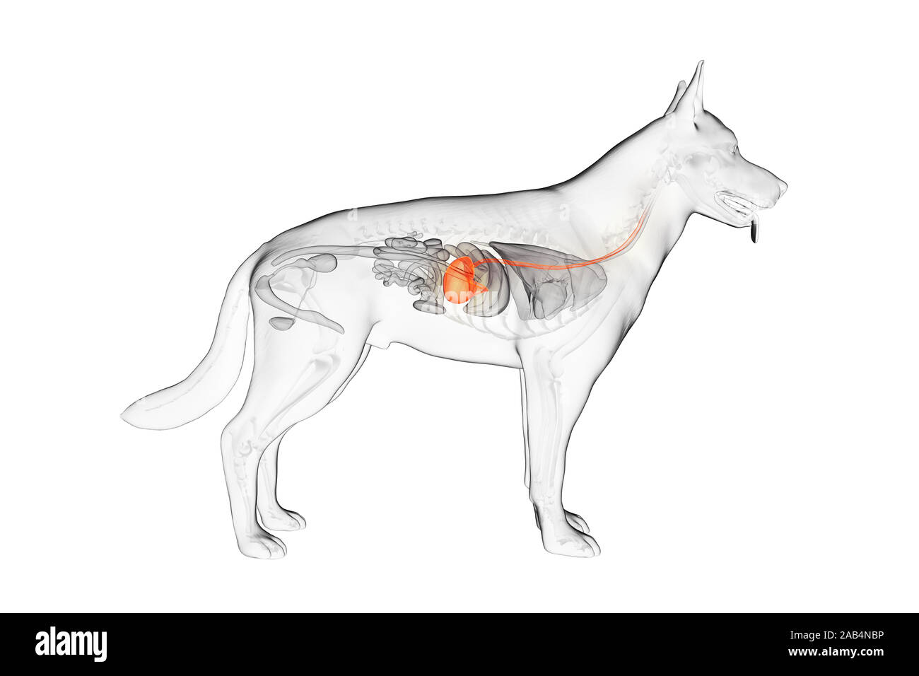 3d rendered anatomy illustration of the canine stomach Stock Photo Alamy
