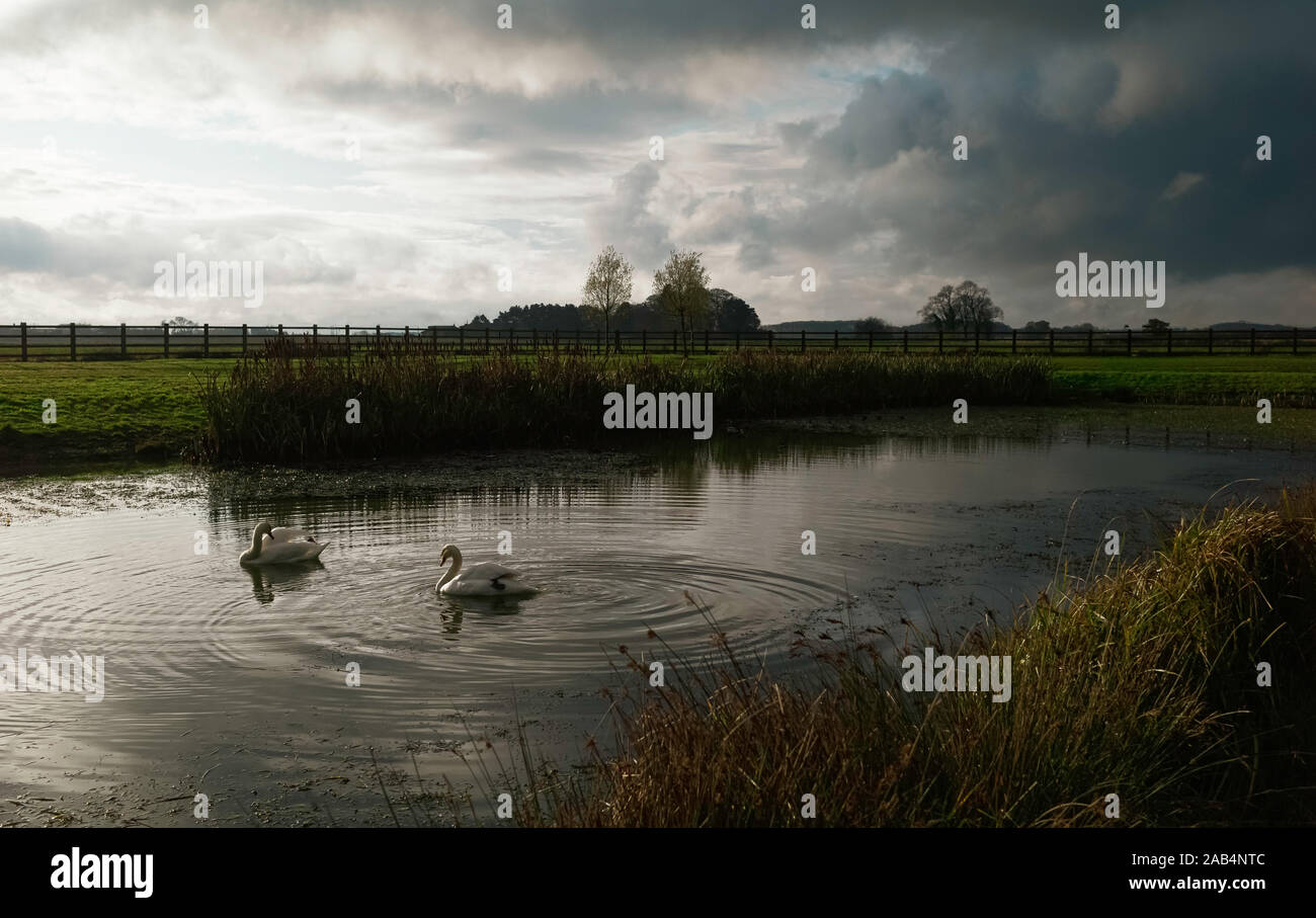 Beverley, Yorkshire, UK. Two swans swim in small pond flanked by reeds and farmland under bright cloudy sky at dawn near Minster Way, Beverley, Yorksh Stock Photo