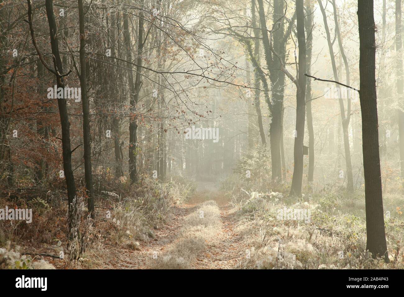 Forest trail among the plants covered with frost on a cold November morning. Stock Photo
