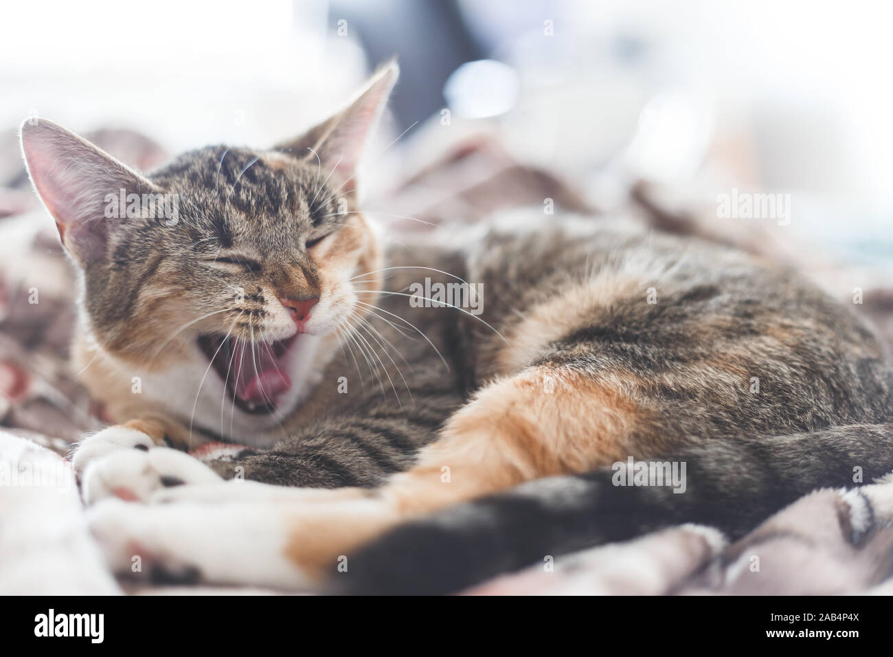 Portrait of a yawning cat in human's bed. Stock Photo