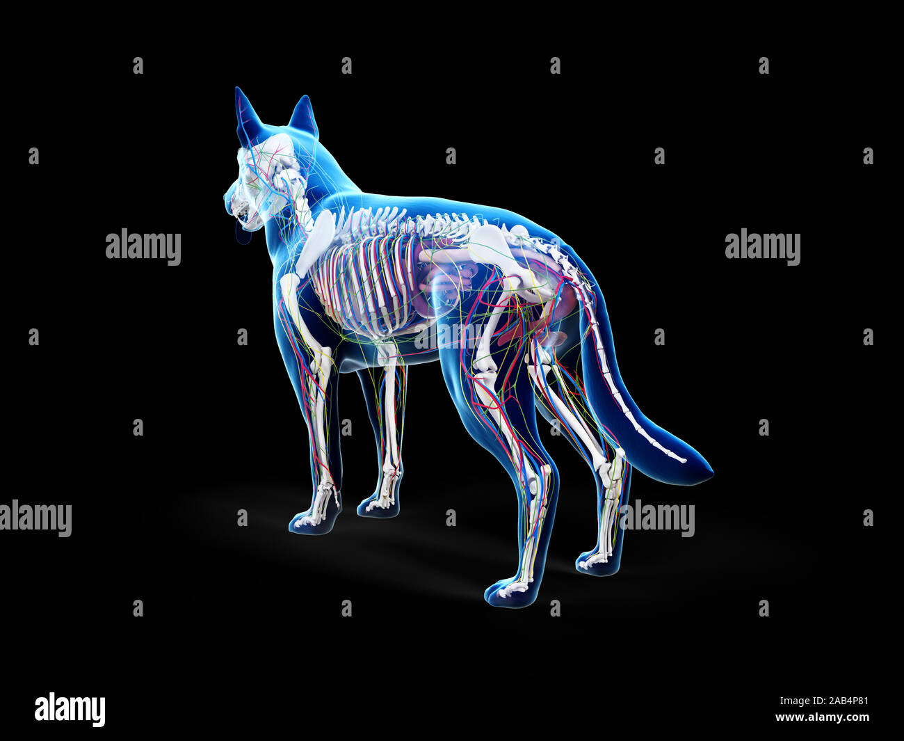 3d rendered anatomy illustration of the canine anatomy Stock Photo - Alamy