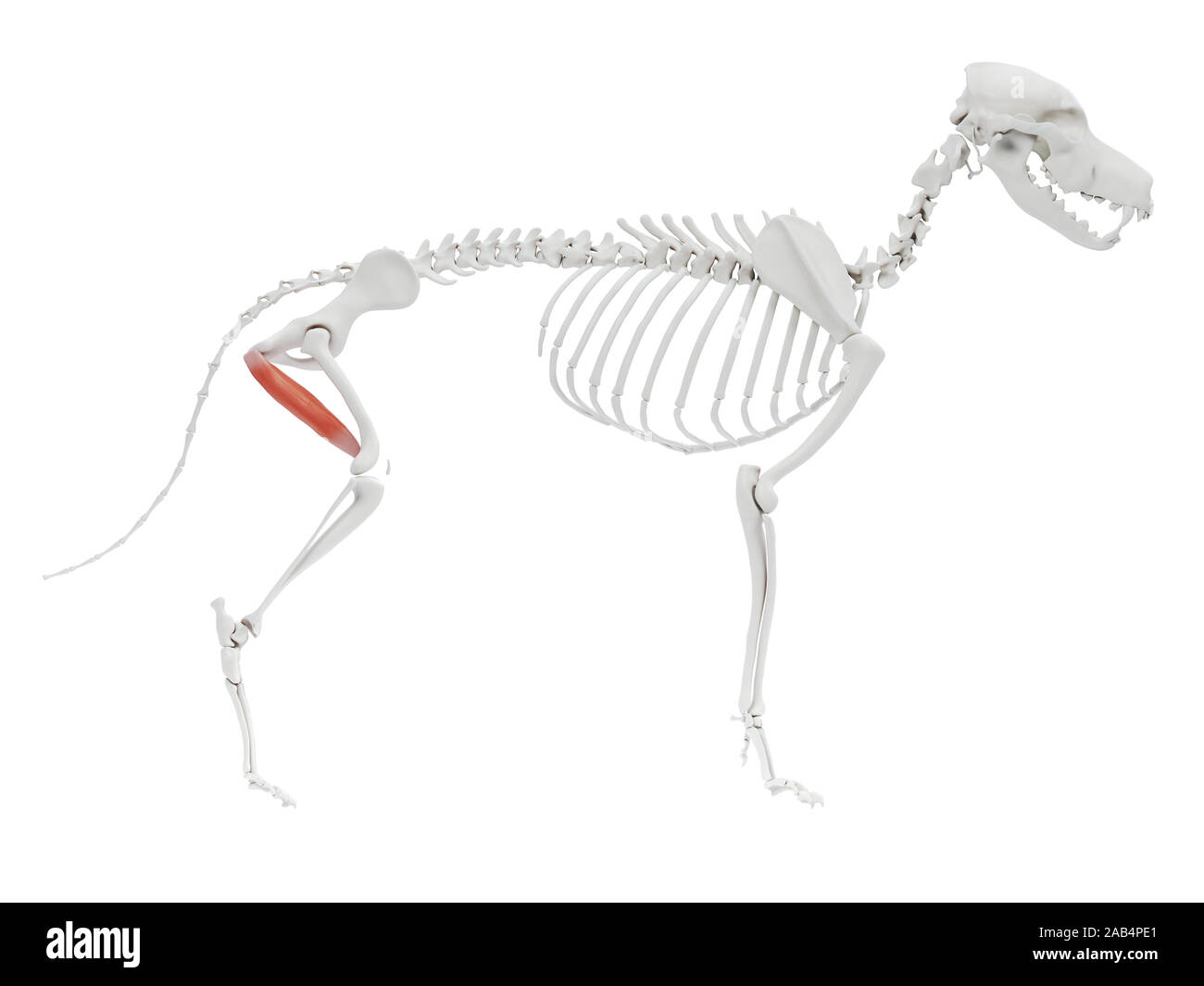 3d rendered illustration of the dog muscle anatomy Adductor magnus