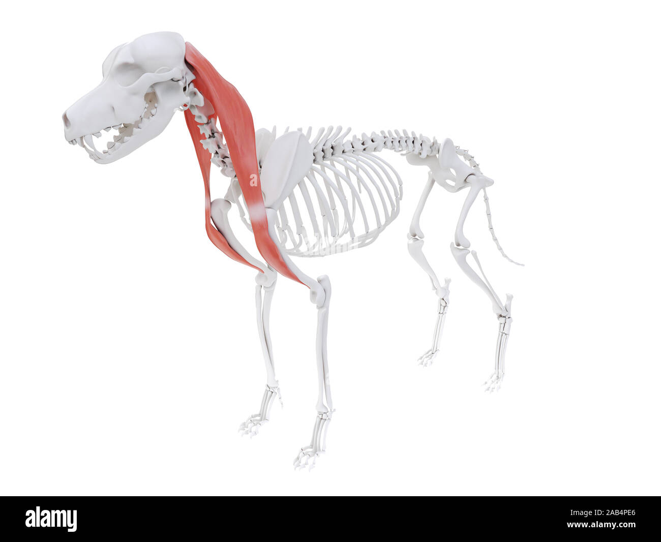 3d rendered illustration of the dog muscle anatomy brachiocephalicus