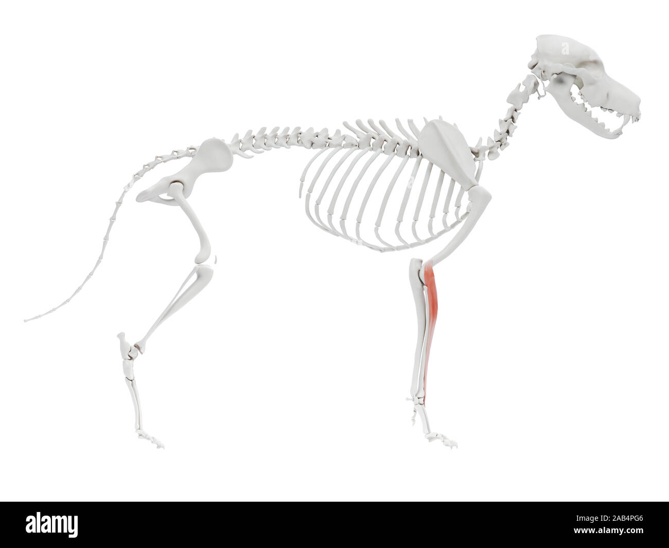 3d rendered illustration of the dog muscle anatomy - extensor carpi ...