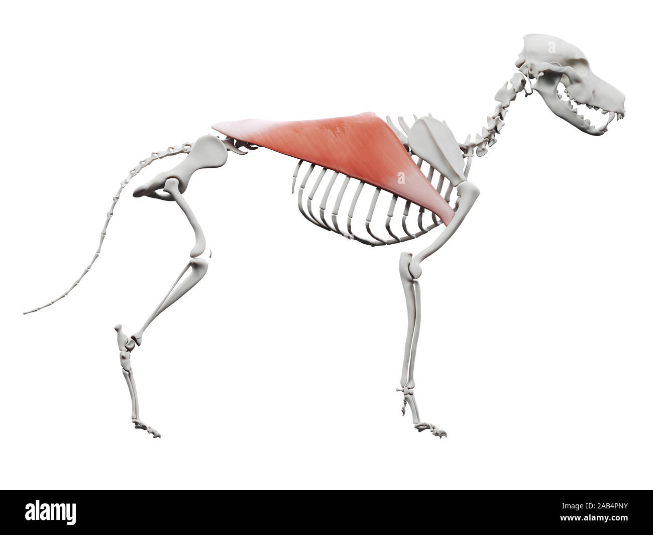 3d rendered illustration of the dog muscle anatomy latissimus dorsi