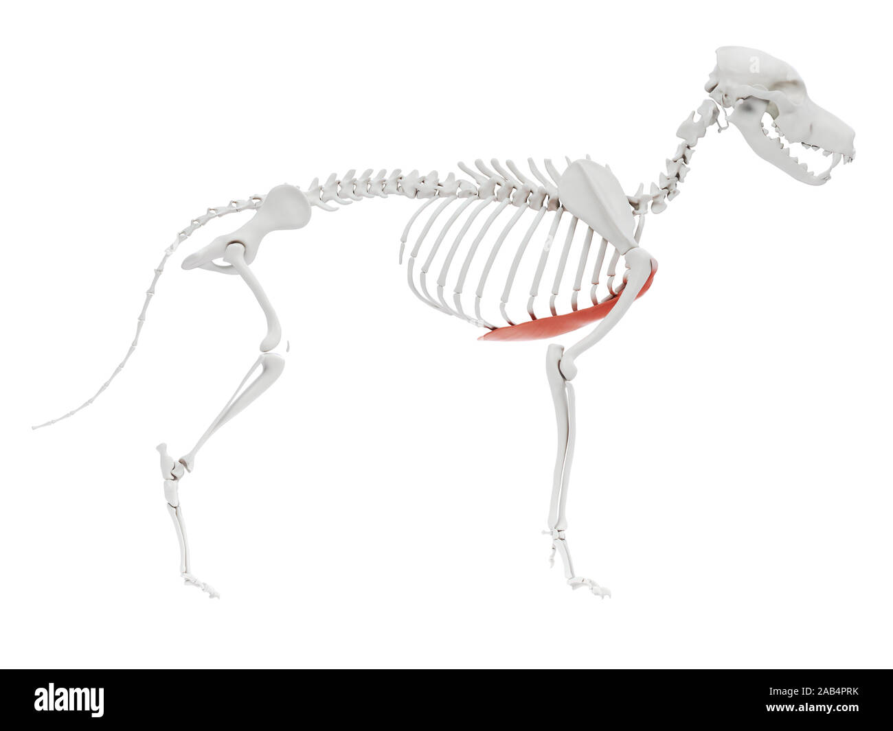 3d rendered illustration of the dog muscle anatomy pectoralis