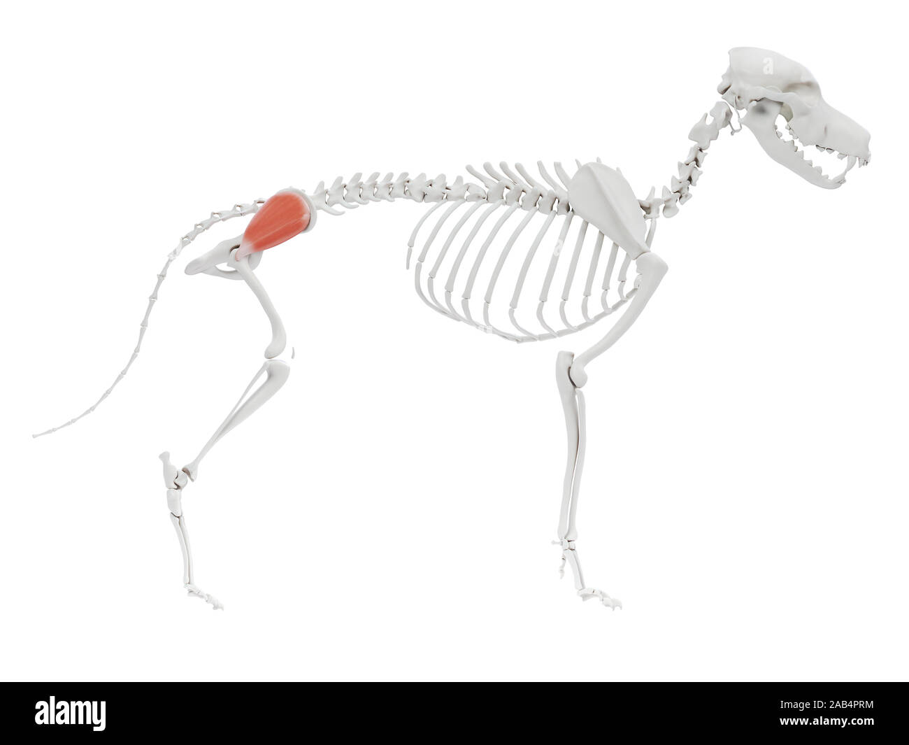 3d rendered illustration of the dog muscle anatomy - gluteus medius ...